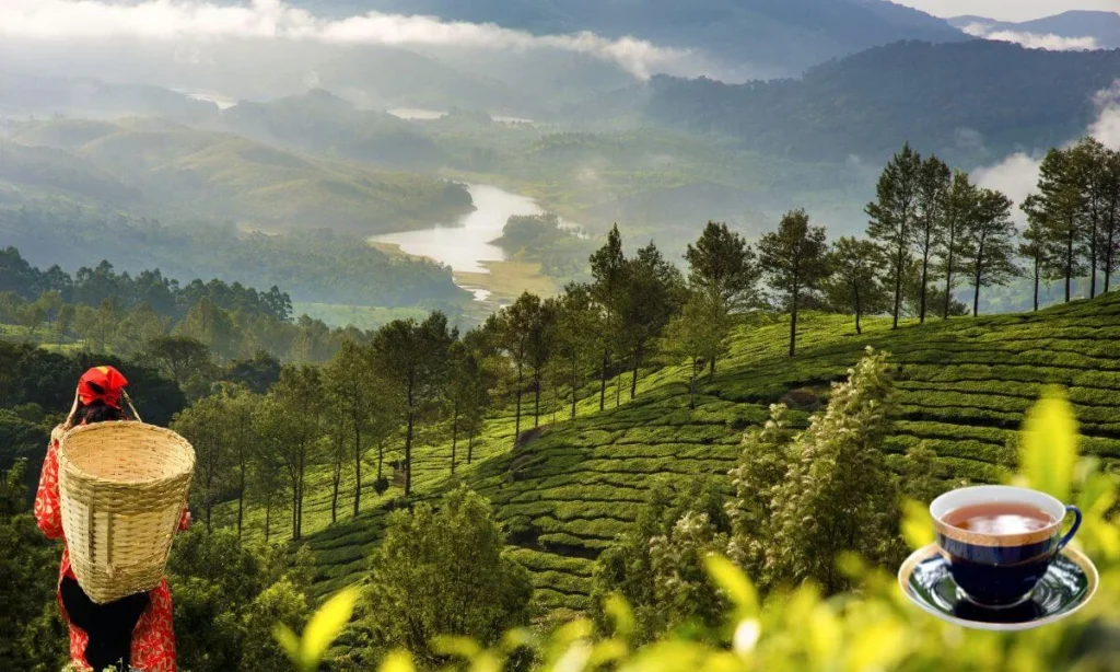 Munnar photoshoot featuring green tea gardens, rolling hills, and a peaceful mountain landscape with morning mist.